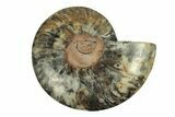 Cut & Polished Ammonite Fossil (Half) - Unusual Black Color #267917-1